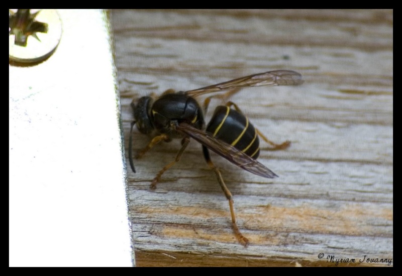 Dolichovespula media - essai de suivi de la colonie _igp1812