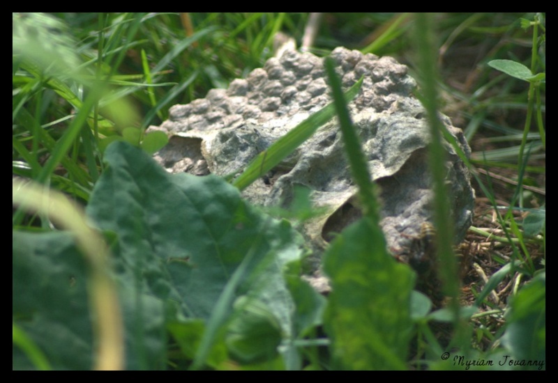 Dolichovespula media - essai de suivi de la colonie _igp4512