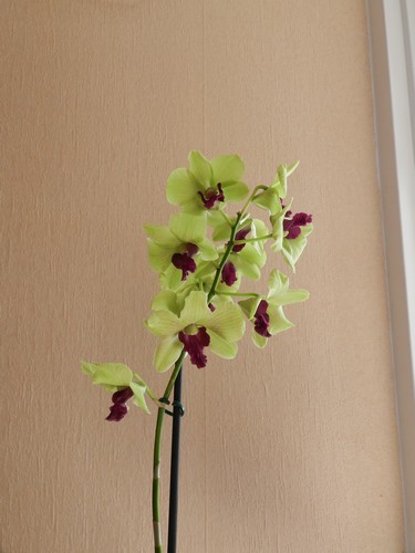 Dendrobium de type phalaenopsis "Anna green" : attaques de bêbêtes en tout genre!! Dscn3616