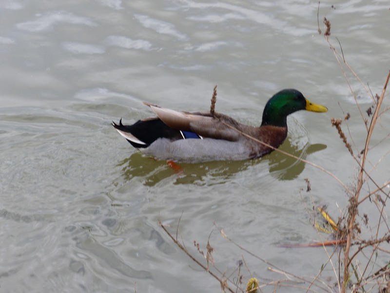 Une petite ballade au bord de la Charente ! Copie100