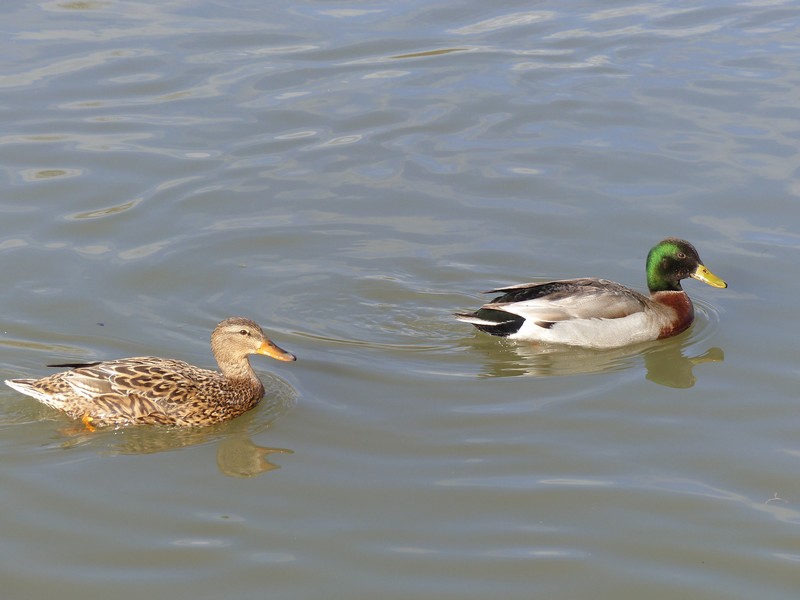 Une petite ballade au bord de la Charente ! Copie106