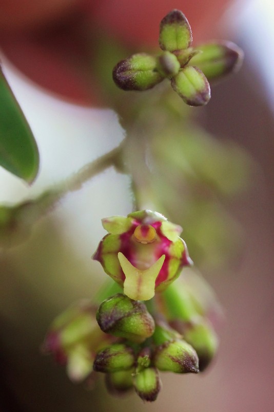  Janvier :Ce beau mois des orchidées 1161110