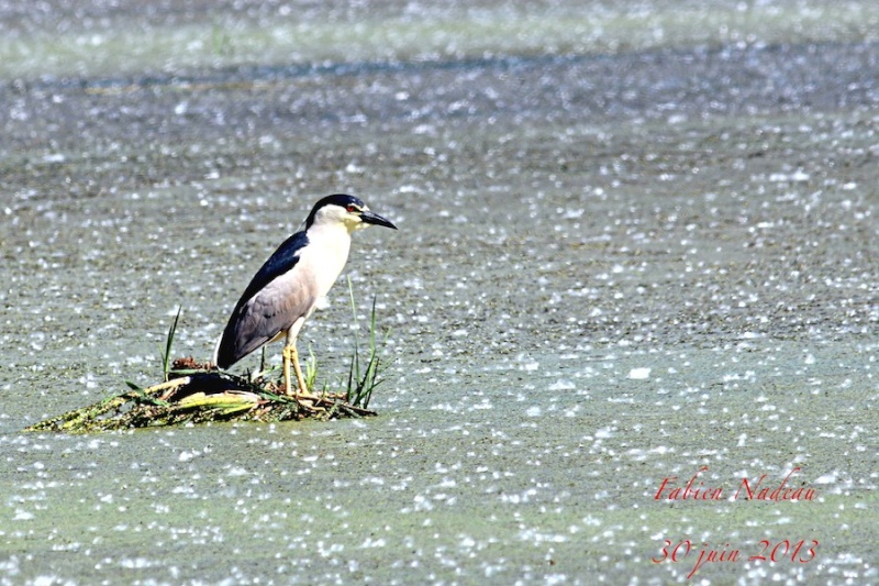 Bihoreau Img_0110