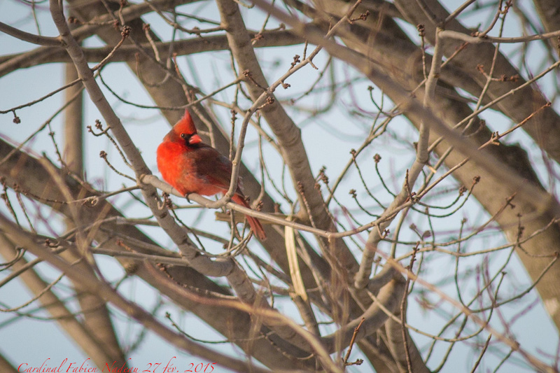 Cardinal Img_7711