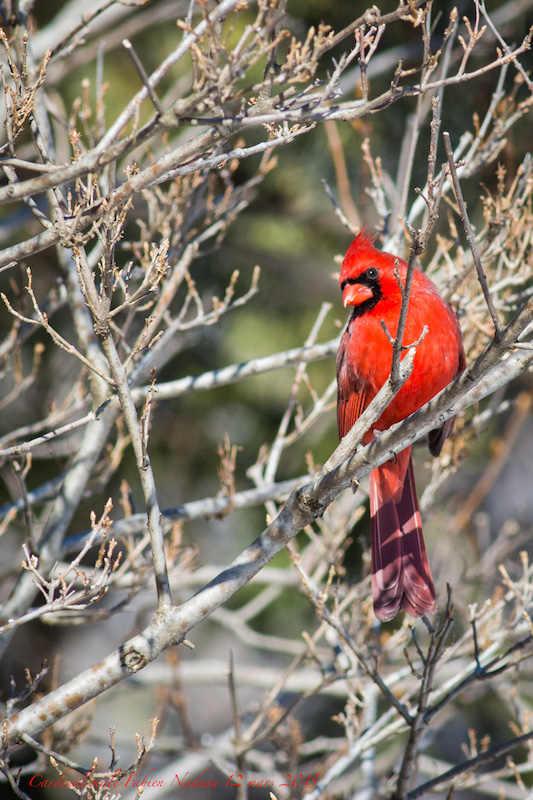 Cardinal mâle Img_8810