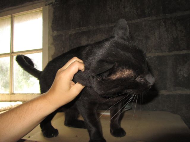 Maousse chat noir reconnaissant a besoin d'un foyer! 007gbc10