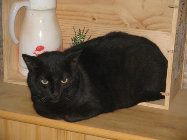 Maousse chat noir reconnaissant a besoin d'un foyer! 60587_10