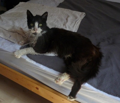 ZIMBA, adorable Matou FIV+ 5 ans cherche sa famille ! (34) Zoa1_310