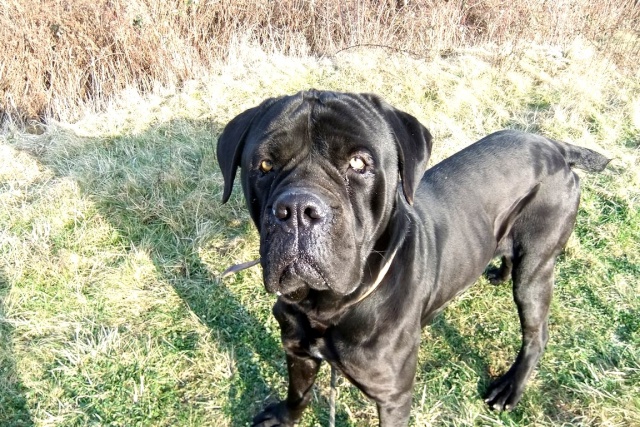 HENZO, Cane Corso né en 09/2012 - Refuge SLPA Amance Dscf2211