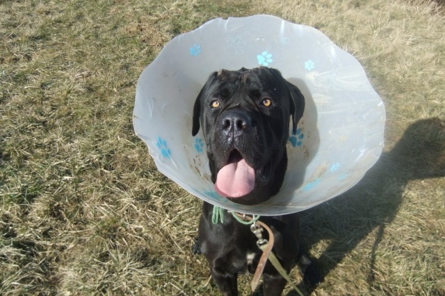 HENZO, Cane Corso né en 09/2012 - Refuge SLPA Amance Dscf2428