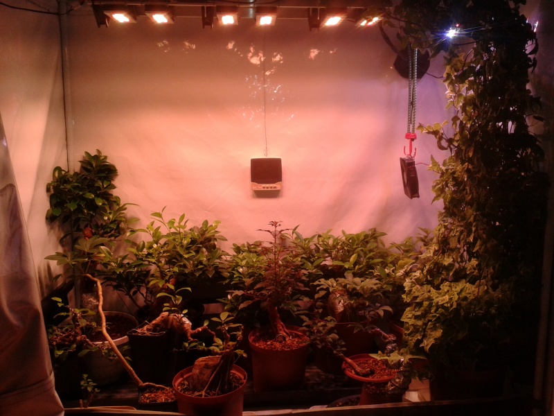 Indoor Bonsai under LED lights. - Page 7 20150110