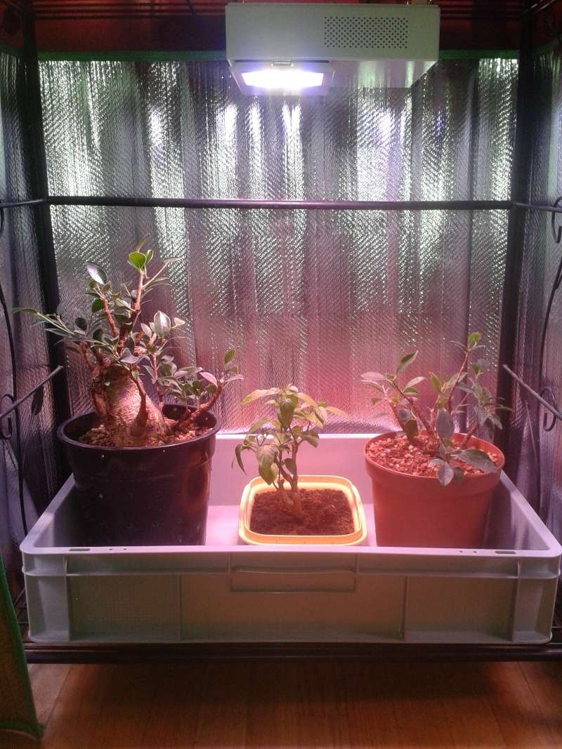 Indoor Bonsai under LED lights. - Page 6 20150213