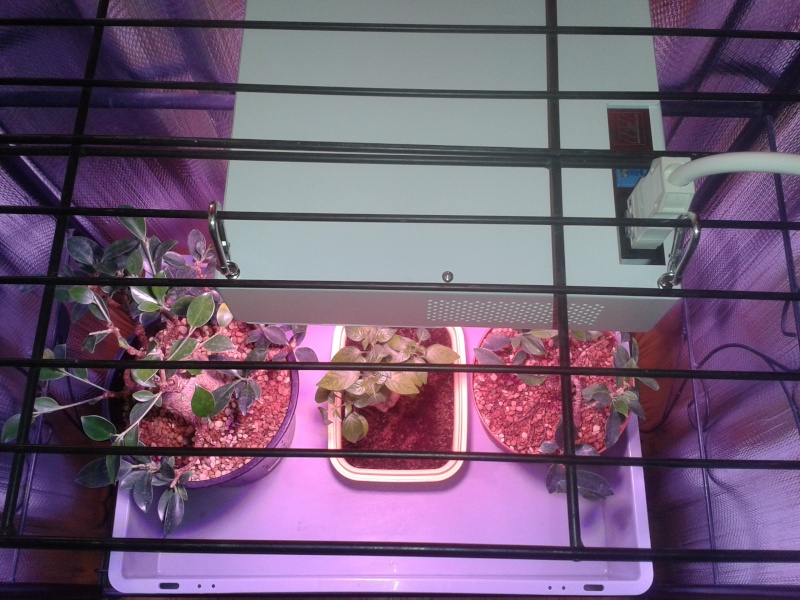 Indoor Bonsai under LED lights. - Page 6 20150214