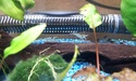 Nanos crevettes aquascapés 20150218
