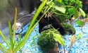 Nanos crevettes aquascapés 20150219