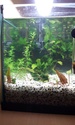 Nanos crevettes aquascapés 20150222
