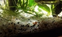 Nanos crevettes aquascapés 20150226