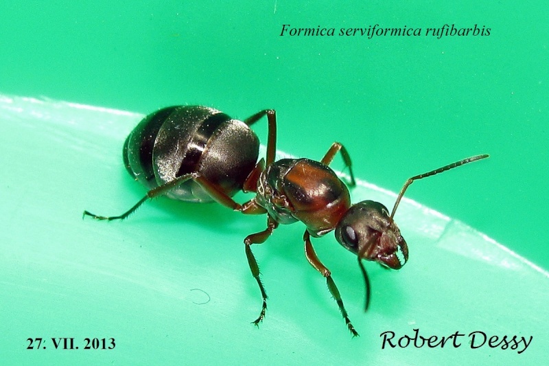 Gyne de Formica rufibarbis Servif10