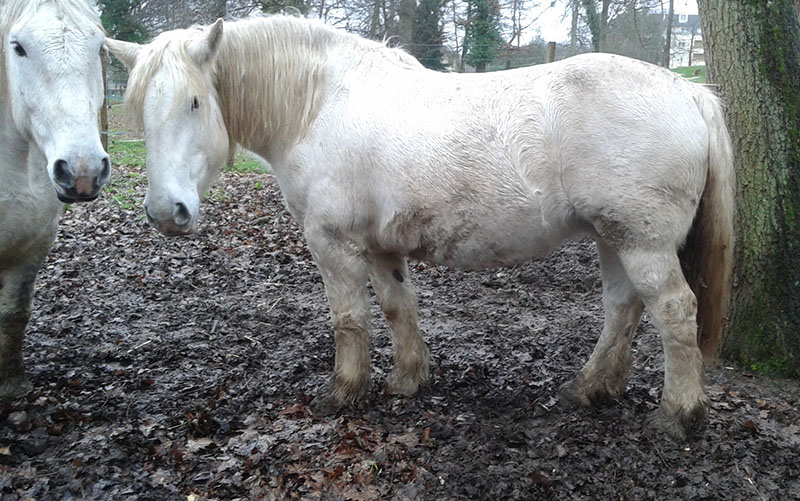 JOCONDE - Percheron née en 1997- adoptée en octobre 2016 par la mairie de la Ferté  Alais - Page 2 Jocond10