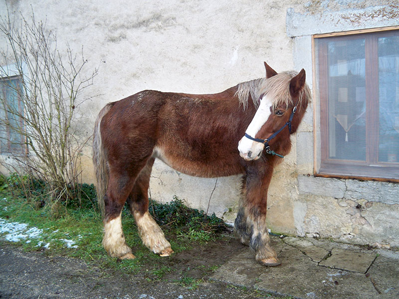 NOISETTE - Trait Breton née en 2001 - placée hors association Lllll_10