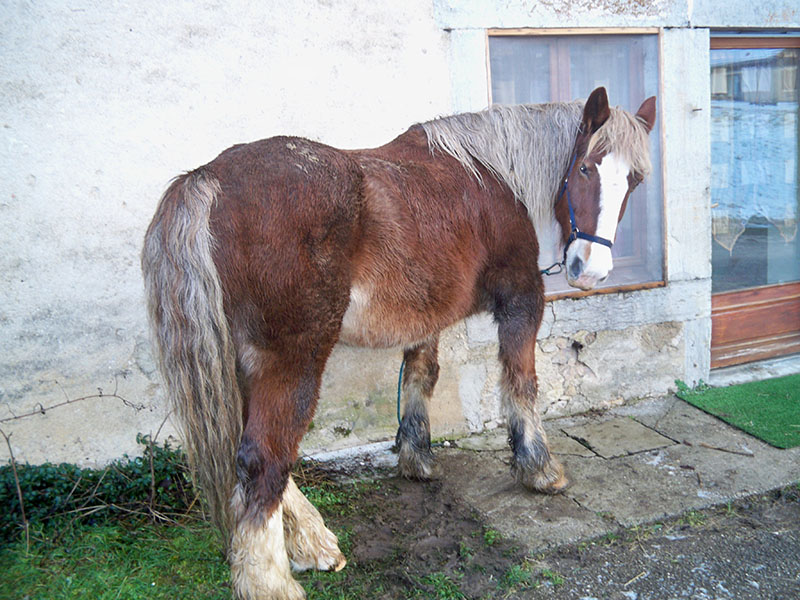 NOISETTE - Trait Breton née en 2001 - placée hors association Lllll_11