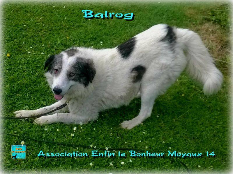 BALROG berger de bucovine 6 ans ass.enfin le bonheur 14 10406410