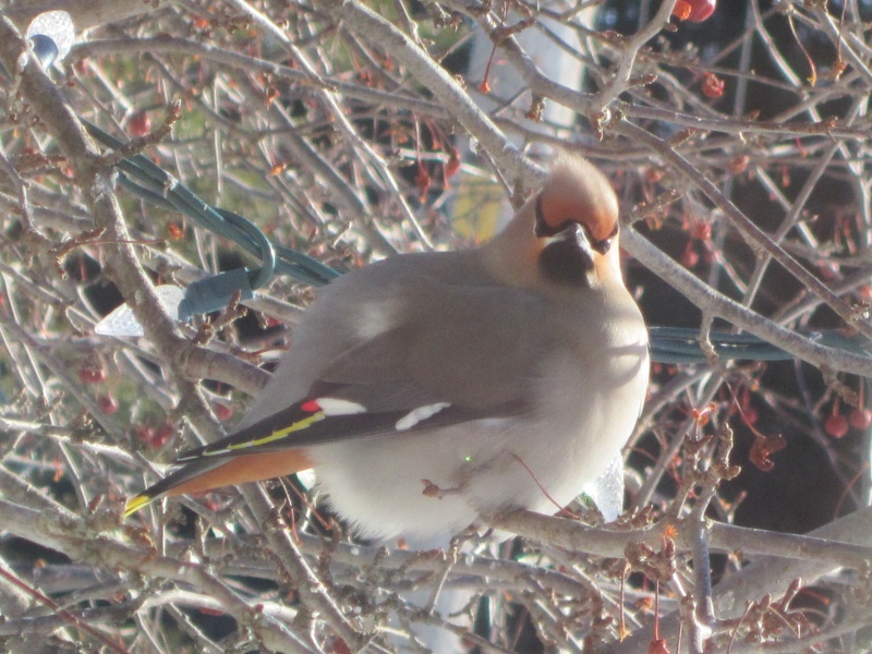 un retour et toujours avec le plaisir des oiseaux Img_3110