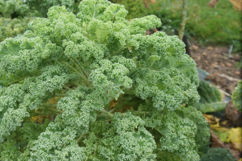 Kale, le chou qui a rendu fous les Américains. Dsc02610