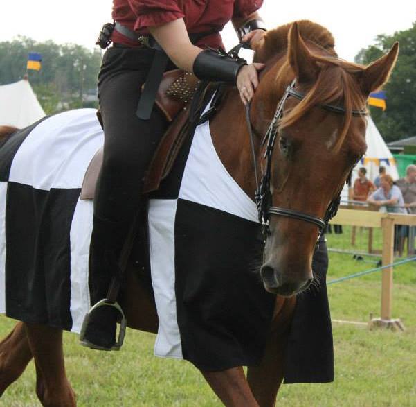 cheval proposé à demi-pension en normandie Cheval11