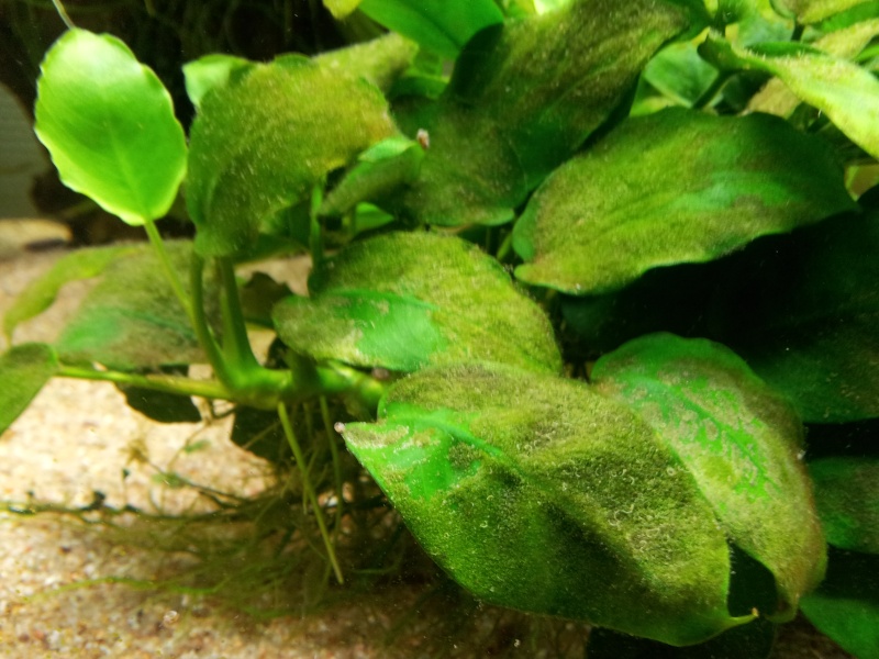 Dépots d'algues résistantes sur les feuilles 20120811