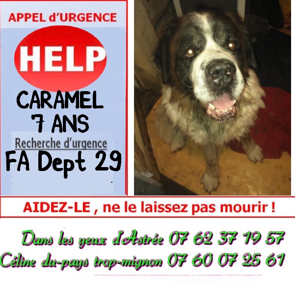 Urgent ! cherche FA pour saint bernard mâle 7 ans (29 + france) Carame10