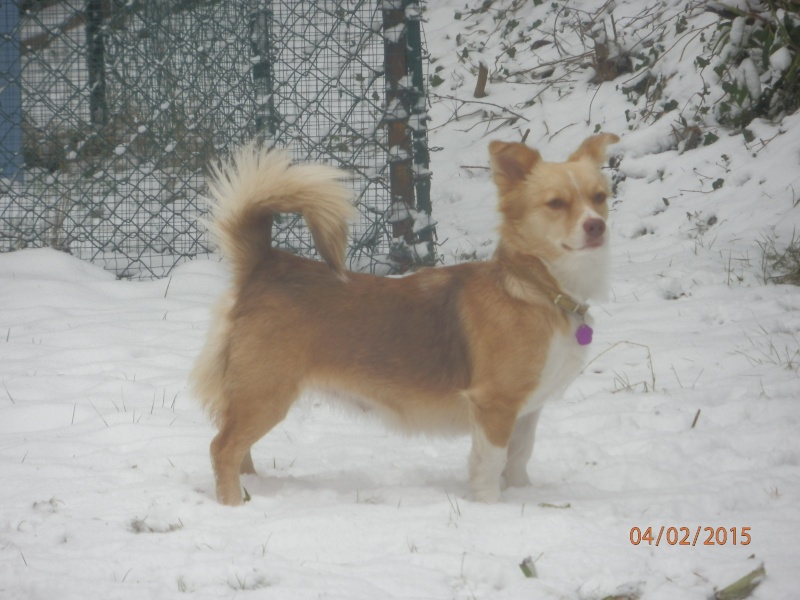 Lulu, petite chienne, petite taille, née en Décembre 2013  P2044411