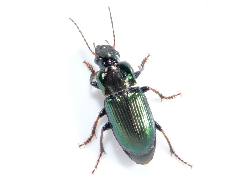 petit coléoptère (Harpalus distinguendus) B_910