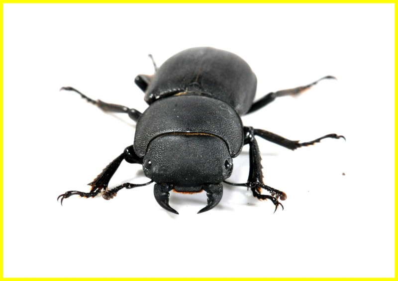 surement ( Dorcus parallelipipedus) Dorcus12