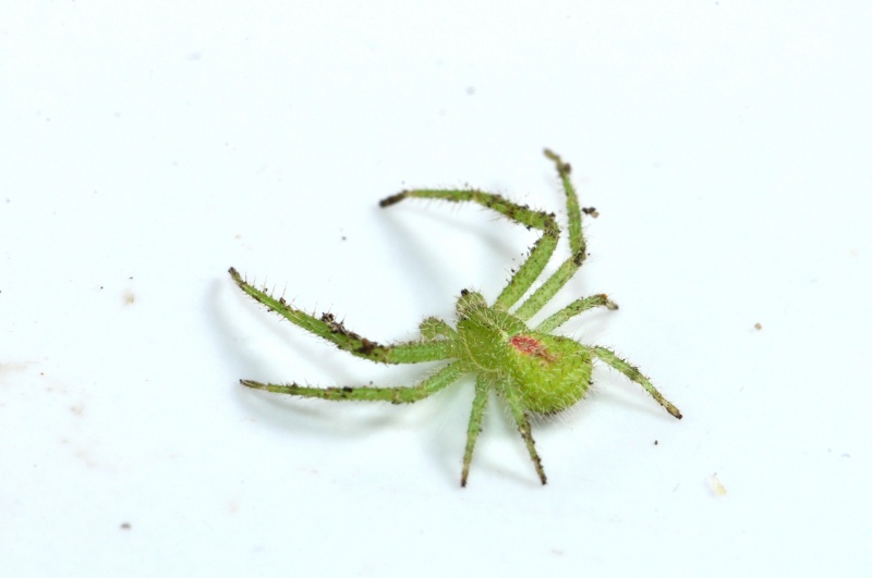 petite araignier de 6 m/m Dsc_0029