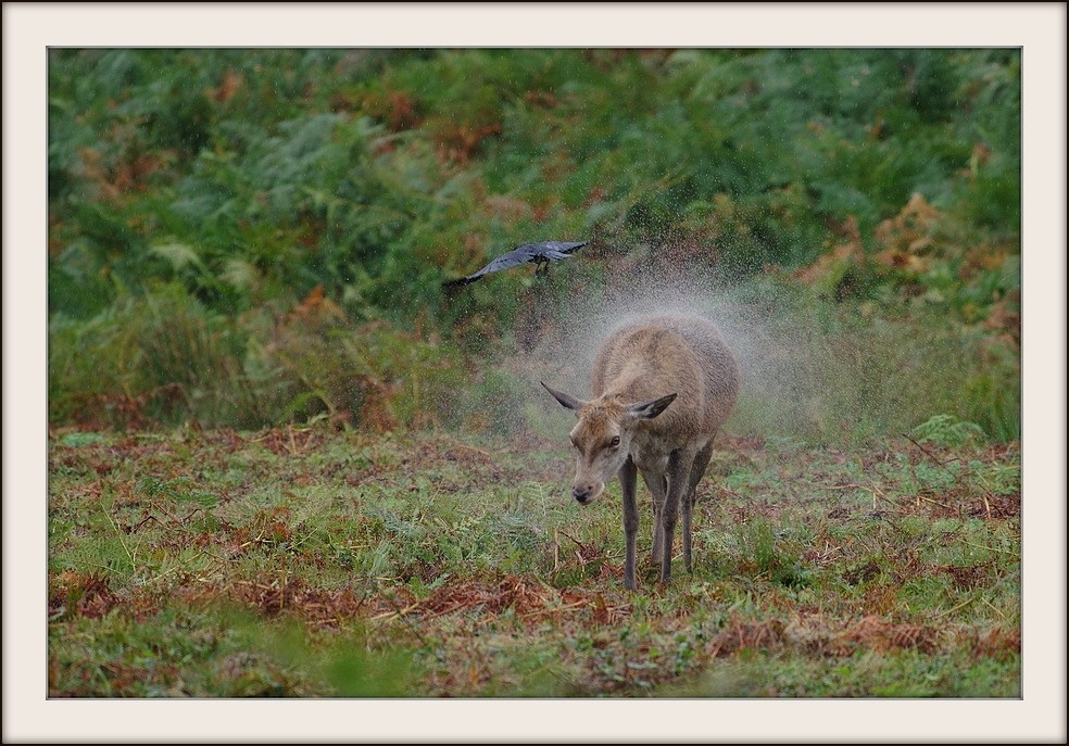 Richmond park 1-1-hn18