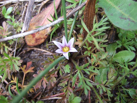 Chasmanthium latifolium, Muehlenbeckia platyclados (= Homalocladium platycladium), Solanum villosum, Romulea sp. [devinette] Dscf3610