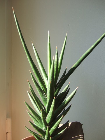 Sansevieria francisii Dscf4716