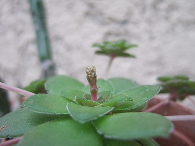 Crassula orbicularis var. orbicularis Dscf4817