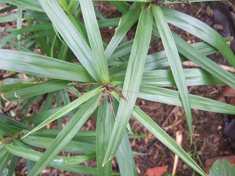 Carex phyllocephala Dscf4827