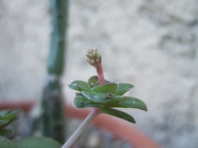 Crassula orbicularis var. orbicularis Dscf4932