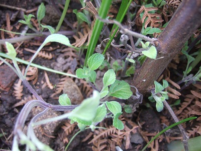 Salvia mexicana var. minor Dscf5222