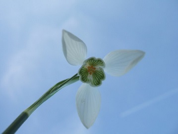 Galanthus nivalis - perce-neige Dscf9216