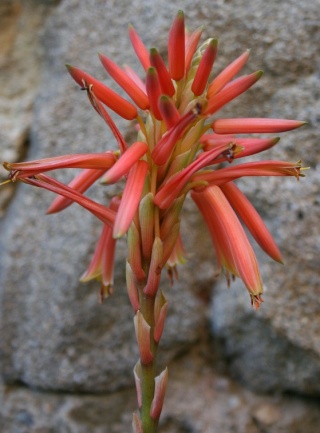 Aloe arborescens Img_9932