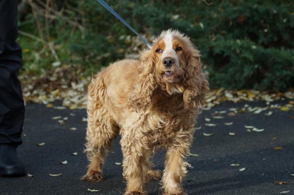 WOODY  Cocker Anglais  6 ans   -   SPA DE  LUYNES  (37) A1610