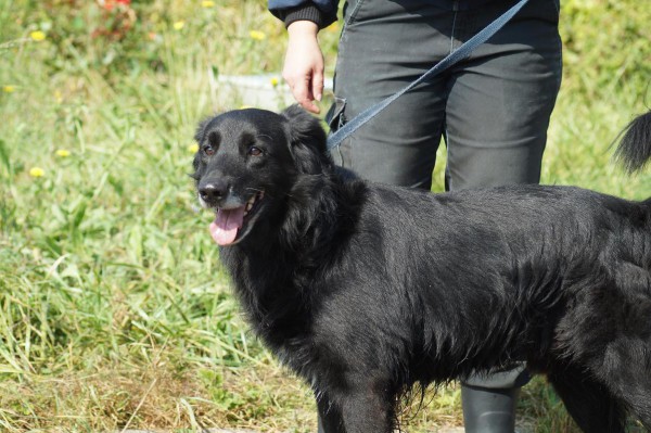 BILBO  croisé Labrador  9 ans   -   SPA  DE  LUYNES  (37) B2510