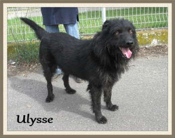 ULYSSE croisé Griffon  6  ans   (5 ans de refuge)  -  REFUGE DES BERAUDS A  ROMANS (26) Chiens33