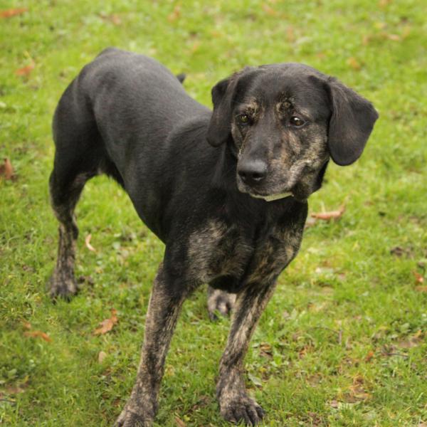 CYBELLE  croisée Labrador  4 ans   -   SPA DE  GENNEVILLIERS  (92) Cybell10