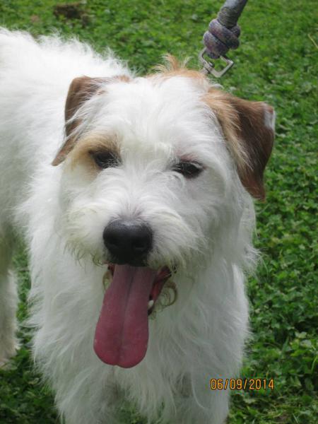 FILOU croisé Fox Terrier  9 ans   -   SPA DE LAON  (02) Filou111