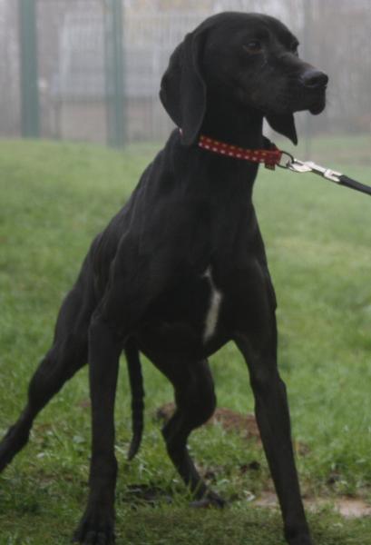 YENA  croisée Pointer  2 ans   -   SPA DE  CHAMARANDE  (91) Img_9710